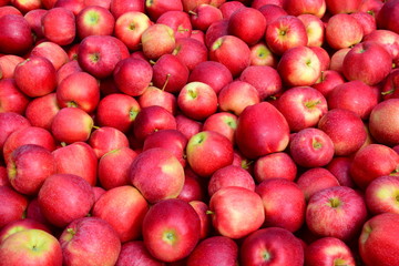Viele rote reife Äpfel - Apfelernte - Erntezeit in Südtirol