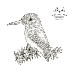 Bird sitting on a juniper branch. Hand drawn kingfisher bird. Vector illustration. Vintage engraving style.