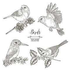 Birds collection. Tits and kingfisher sitting on a branch. Vector illustration. Vintage engraving style. © J_ka