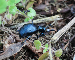 giftiger schwarz blauer Ölkäfer