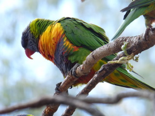 Rainbow Lorikeet Bright