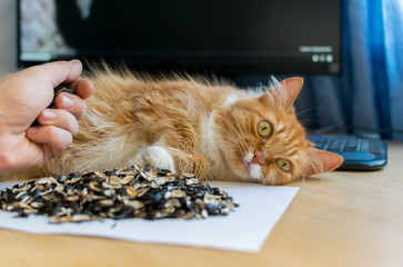the cat lies on the table next to the computer and the hand of a man who clicks sunflower seeds and...