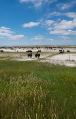 Fototapeta premium grazing cattle 