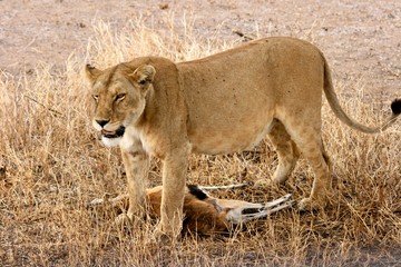 Obraz na płótnie Canvas lioness with a hunted gazelle, Serengeti National Park, Tanzania 