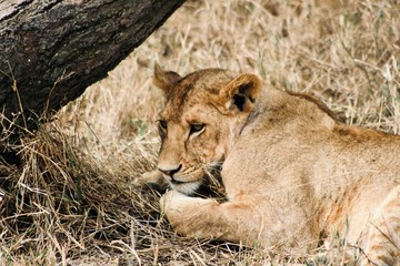 lion and lioness