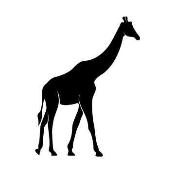 Giraffe Logo Vector. Animal Giraffe Logo Design Template Illustration