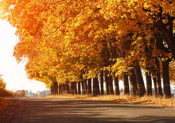 Landscape yellow leaves autumn trees along the asphalt road