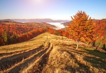 Naklejka na ściany i meble Autumn colorful landscape in mountains at sunset