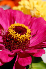 Zinnia blooms in the summer garden closeup. Shallow depth of field