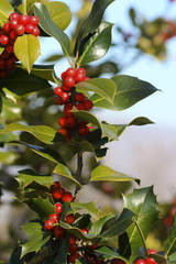 The fruits of Ilex aquifolium harvested when ripe and dried by heat have a purgative action