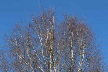 Background of the upper end of a birch tree