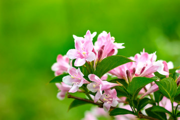 Blossoming of tree flowers in springtime with green leaves. Branch of a tree in the spring season. Spring background