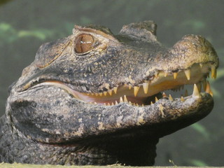 Cuvier's dwarf caiman