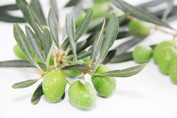 green natural fresh olives on branches with leaves