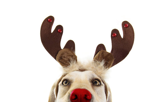 Close-up labrador dog christmas reindeer antlers costume. Isolated on white background.