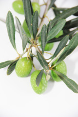 green natural fresh olives on branches with leaves