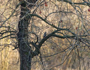 The great spotted woodpecker is widespread in forest areas of all kinds and has a very varied diet