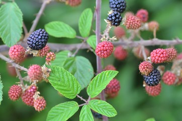 wild blackberry blackberries close up