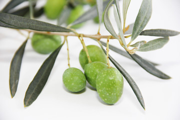 green natural fresh olives on branches with leaves