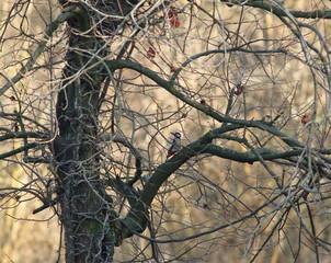 The peaks constitute a very ancient family of birds