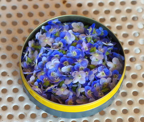 The flowers of veronica persica in a jar