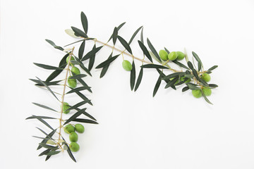 green natural fresh olives on branches with leaves