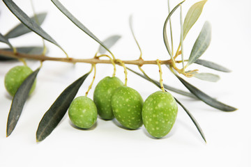 green natural fresh olives on branches with leaves