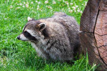 Raccoon