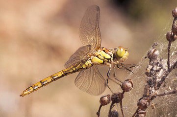Sympetrum fonscolombii The red-veined darter or nomad one of the most common dragonflies in summer in the fields of Andalusia