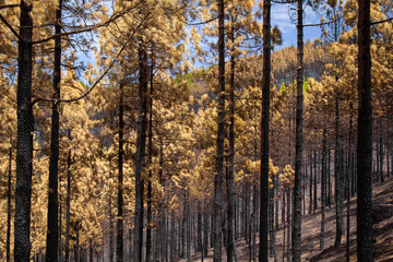 Fototapeta premium Gran Canaria after wild fire