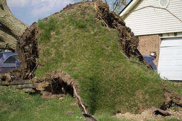 Bottom of uprooted tree after tornado