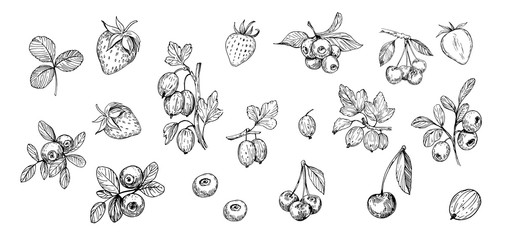 Set of outlines  berries. Hand drawn illustration converted to vector