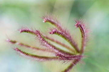 red leaf blurry background