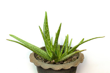 aloe vera in pot isolated on white background