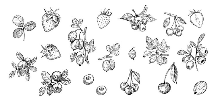 Set of outlines  berries. Hand drawn illustration converted to vector