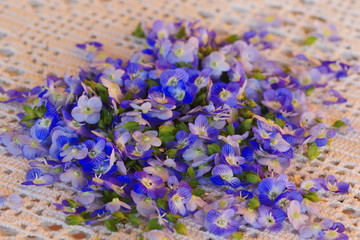 Small blue flowers gathered and lying on a table