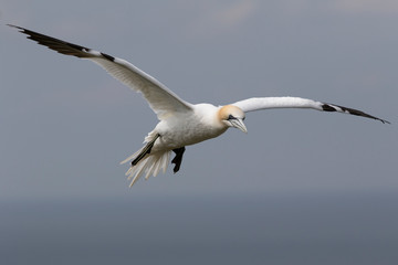 Northern Gannet