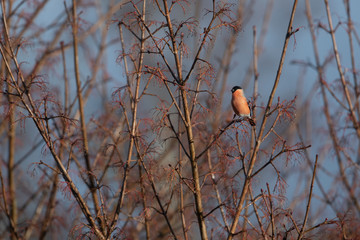 Male Bullfinch