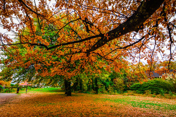 Fototapeta na wymiar Autumn leaves in New Zealand