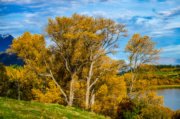 Naklejka premium Autumn leaves in New Zealand