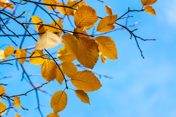 Autumn leaves in New Zealand