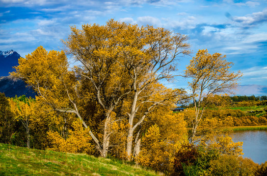 Autumn leaves in New Zealand
