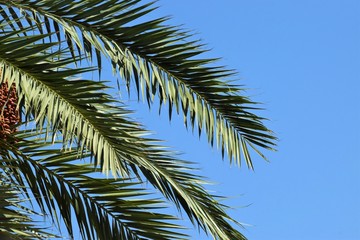 Fototapeta premium Date palm golden fruit, Cyprus