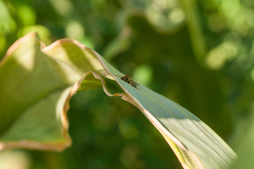 Wasp on the green leaf in nature.Insect