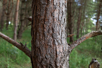 Obraz premium Pine trees in the forest.