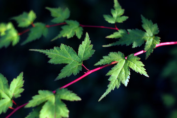 maple leaves