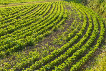 Cultivated field