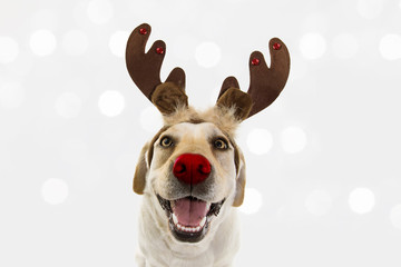 DOG CHRISTMAS REINDEER ANTLERS. FUNNY LABRADOR WITH RED NOSE AND HOLIDAYS COSTUME. ISOLATED AGAINS GRAY BACKGROUND.