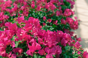 Ornamental flower garden at backyard, natural home decoration