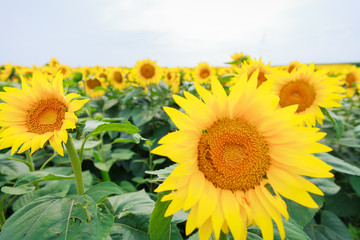 Sunflowers at fields in full bloom on summer daylight